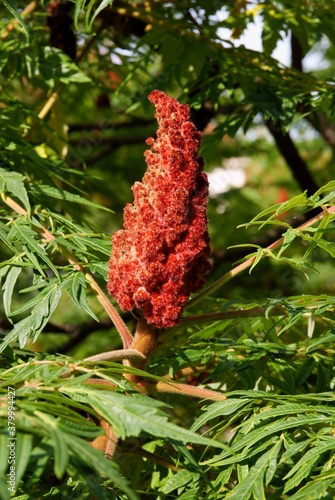 red and brown flowers of sumac tree close up