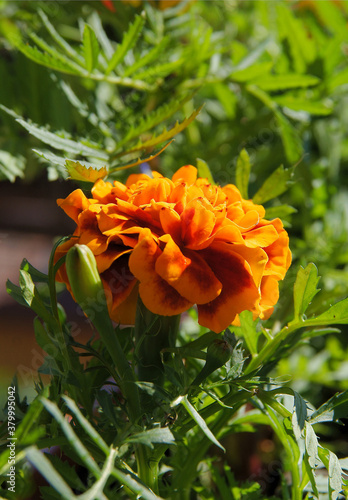 orange flowers of  tagetes potted plant close up
