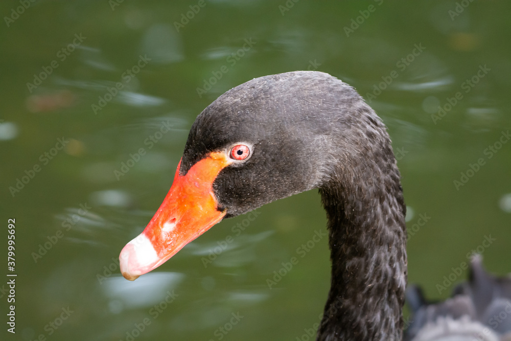 Black Swan head shot