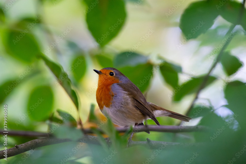 European Robin European Robin