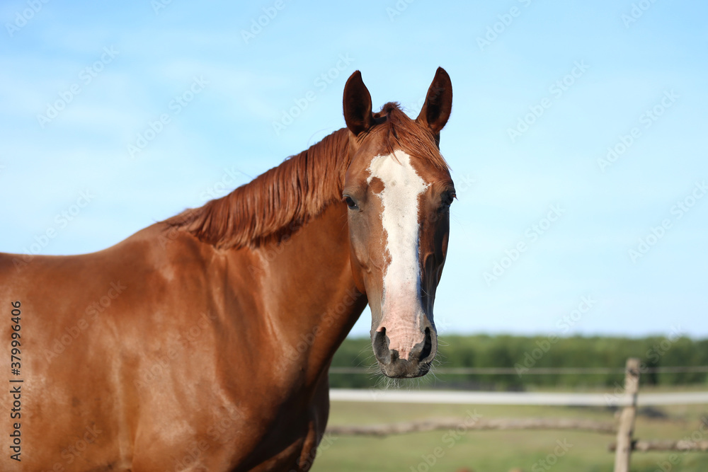 Fototapeta premium Head of a young brown mare in the corral smmertime on natural background