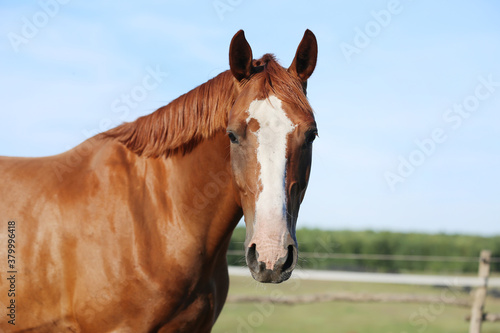 Portrait head shot of a thoroughbred chestnut colored horse in summer paddock under blue sky