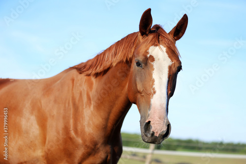 Portrait head shot of a thoroughbred chestnut colored horse in summer paddock under blue sky