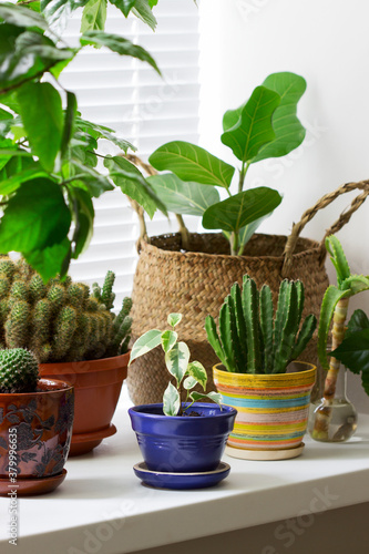 Various indoor plants in pots and a bamboo basket on the windowsill. photo