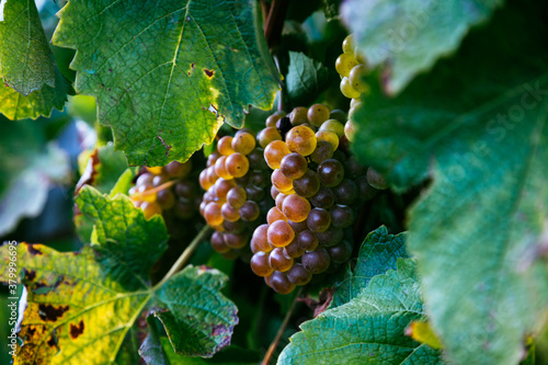 Bunch of grape for txakoli wine ripening at the sun photo