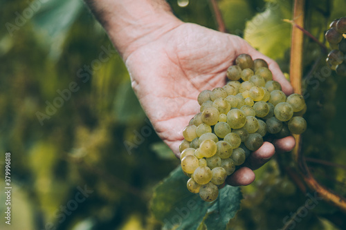 Hand of winemaker checking the ripeness of the grapes photo