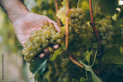 Hand of winemaker holding a bunch of grape for txakoli wine in the vine photo
