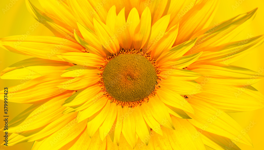 Yellow background of beautiful yellow sunflowers Yellow background of beautiful yellow sunflowers