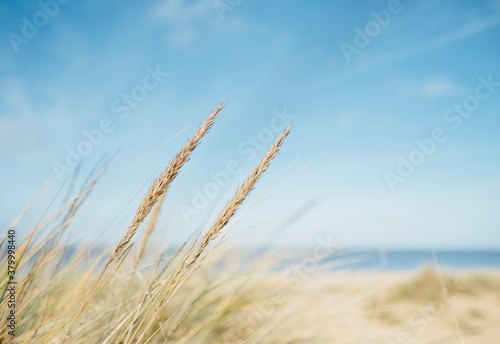 Wallpaper Mural Grass in the sand dunes at Old Hunstanton, Norfolk, UK. Torontodigital.ca