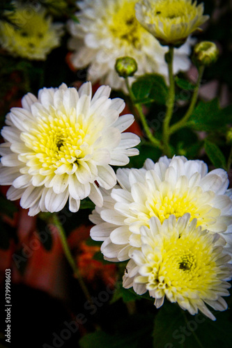 Lily nature flower white yellow green