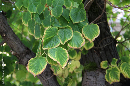 Принти на полотні Closeup of a climbing hydrangea anomala miranda tree