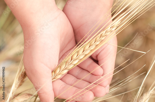 Ripe ears of wheat in the child's palm over field. Autumn harvest concert.
