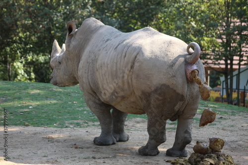 rhinoc  ros blanc qui fait ses besoins