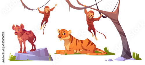 Cartoon wild animals tiger, monleys and hyena, jungle inhabitants predators and herbivorous in zoo park or safari outdoor area. Beasts in fauna isolated on white background, vector illustration, set