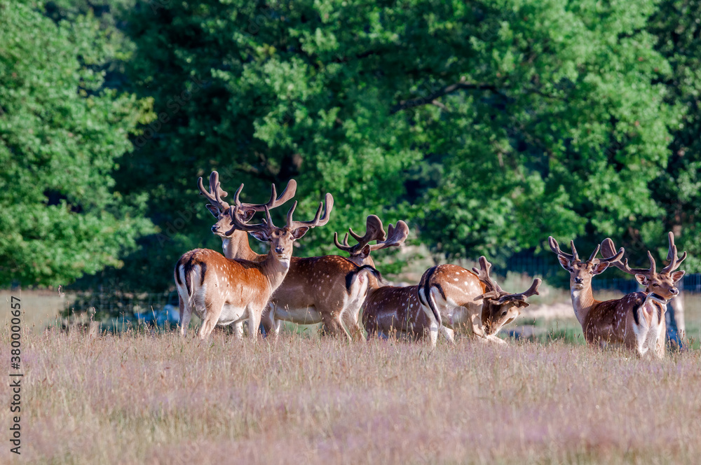 Fallow Deer (Dama dama) in farm, Poland