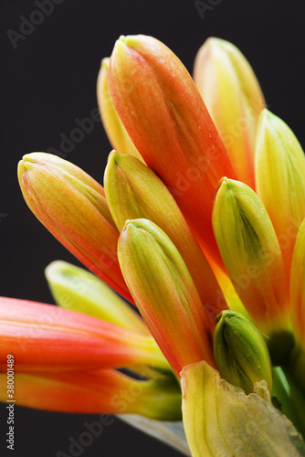 Macro of the birth of flowers with the shape of a bell