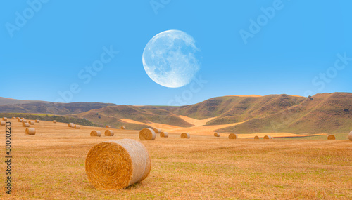Fototapeta Naklejka Na Ścianę i Meble -  Big round bales of straw in the meadow with full moon - Harvested field with straw bales in summer 