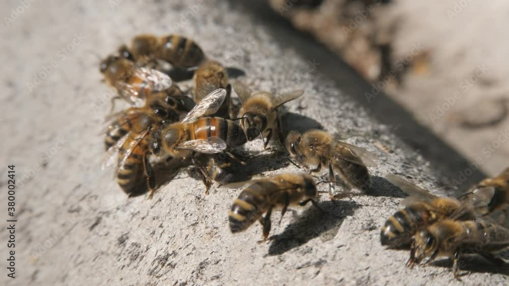 Bee colony. Bees crawl on the slate. close up. Worker bees make up the majority of the hive Bee colony. Bees crawl on the slate. close up. Worker bees make up the majority of the hive