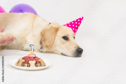 Happy smiling golden retriever puppy dog with birthday hat and meat cake. Isolated on white background