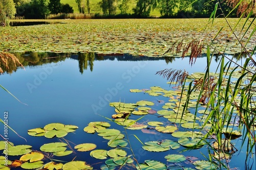 Fototapeta Naklejka Na Ścianę i Meble -  Weiher mit Seerosen