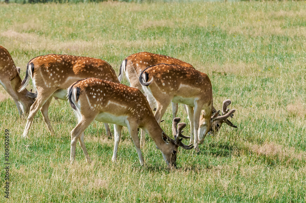 Fototapeta premium Fallow Deer (Dama dama) in farm, Poland
