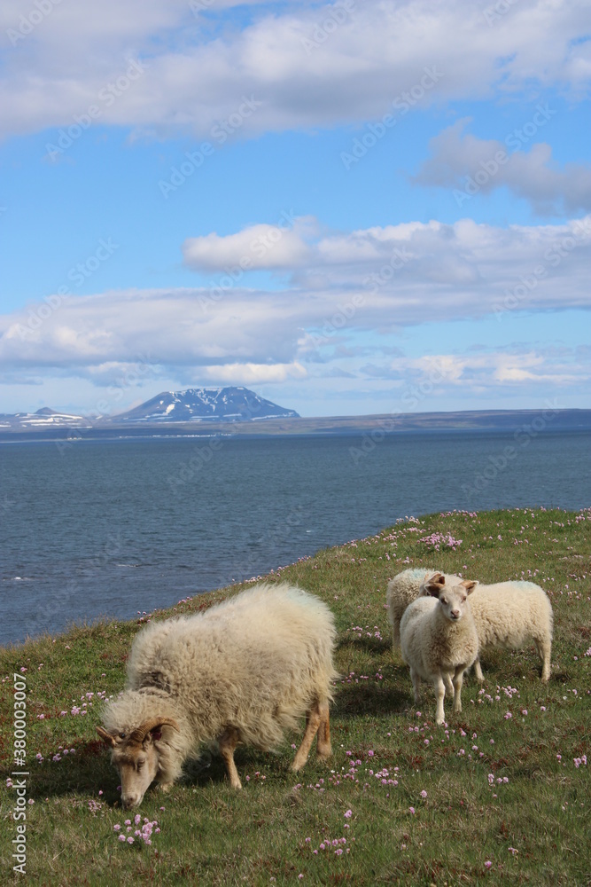 Icelandic Sheep in a beautiful and rough Icelandic landscape Icelandic Sheep in a beautiful and rough Icelandic landscape