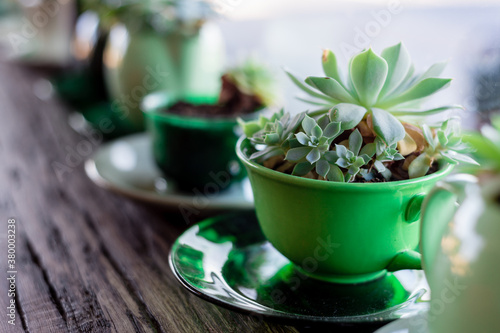 succulent plant in tea cup photo