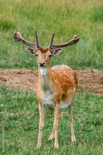 Fallow Deer  Dama dama  in farm  Poland