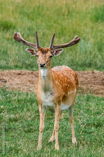 Fallow Deer (Dama dama) in farm, Poland