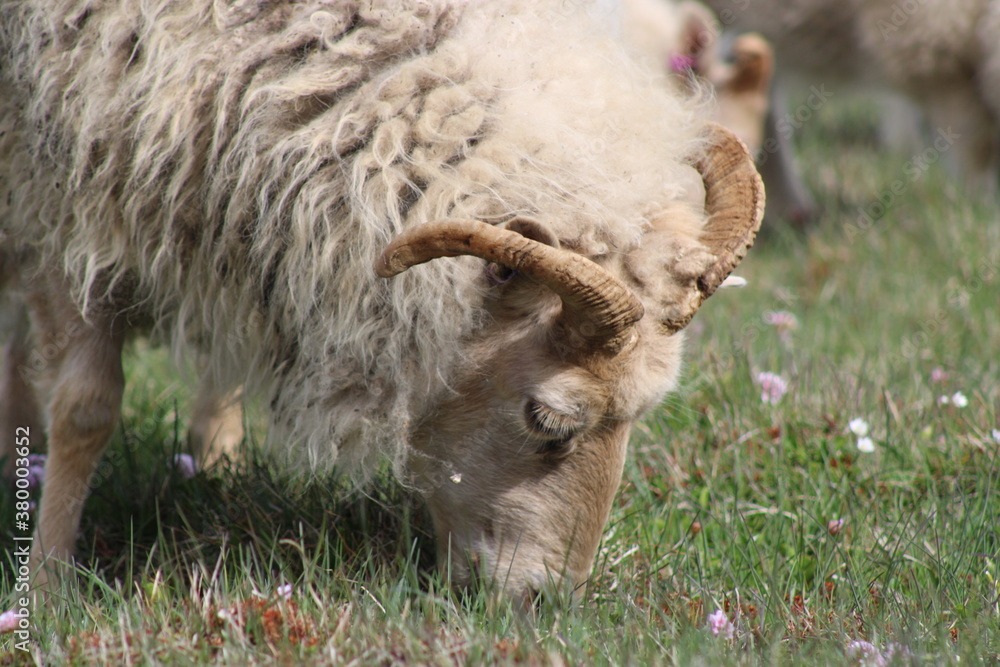 Fototapeta premium Icelandic Sheep in a beautiful and rough Icelandic landscape 