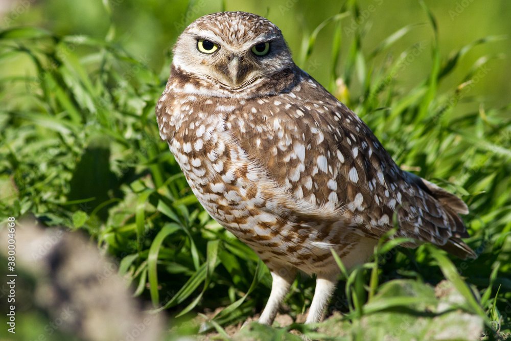 Burrowing Owl Side Stare Burrowing Owl Side Stare