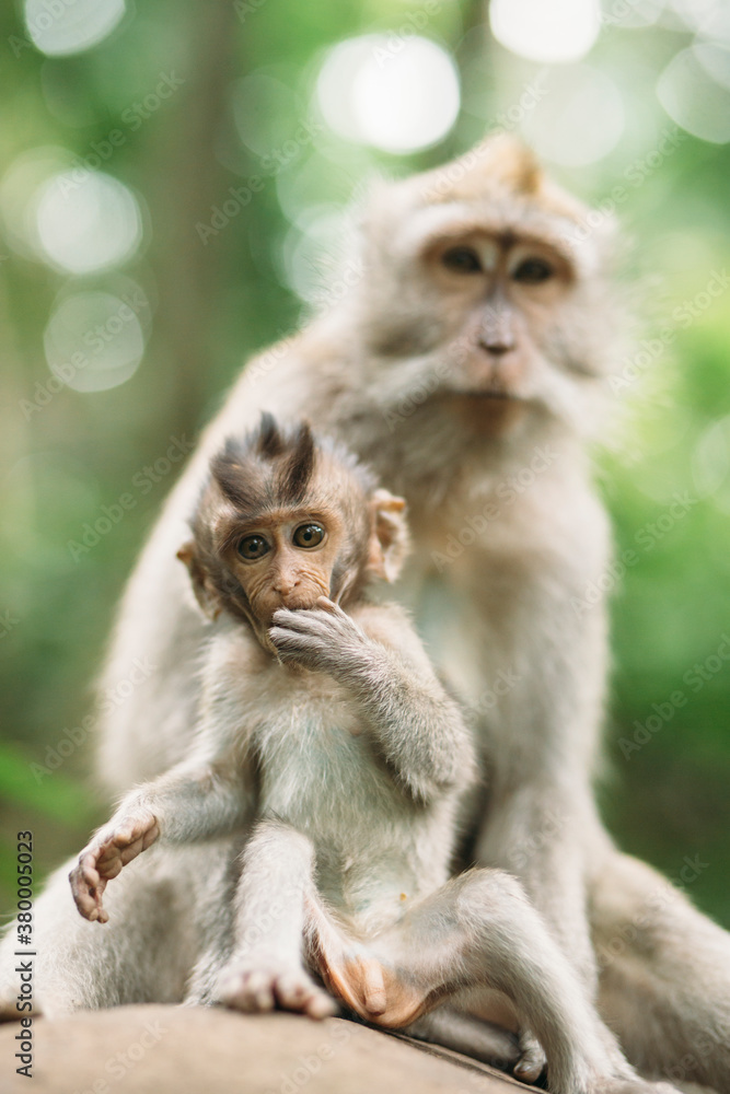 Monkeys Monkeys