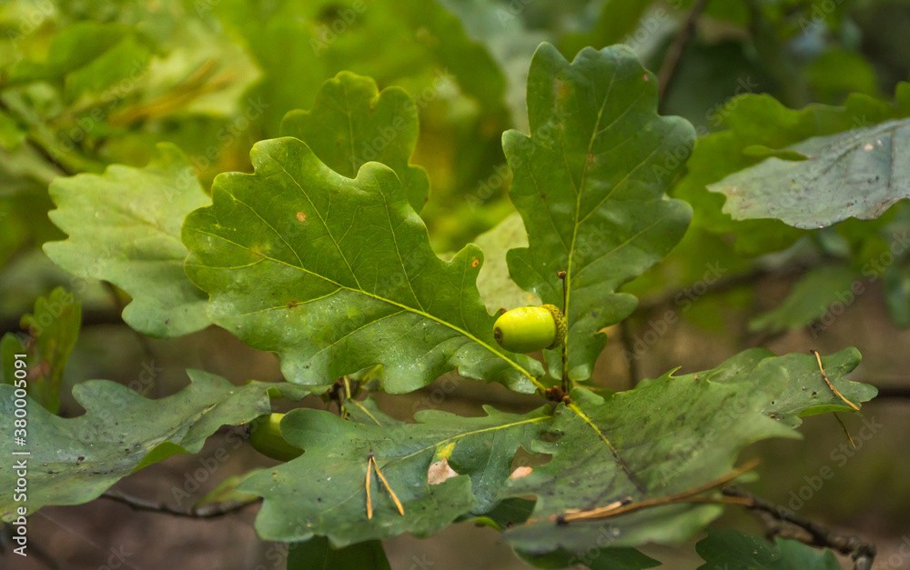 acorn of the oak in Polish forest