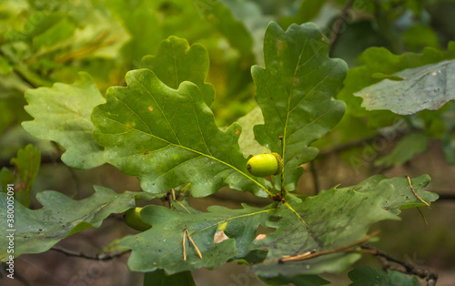 Obraz na płótnie acorn of the oak in Polish forest w salonie