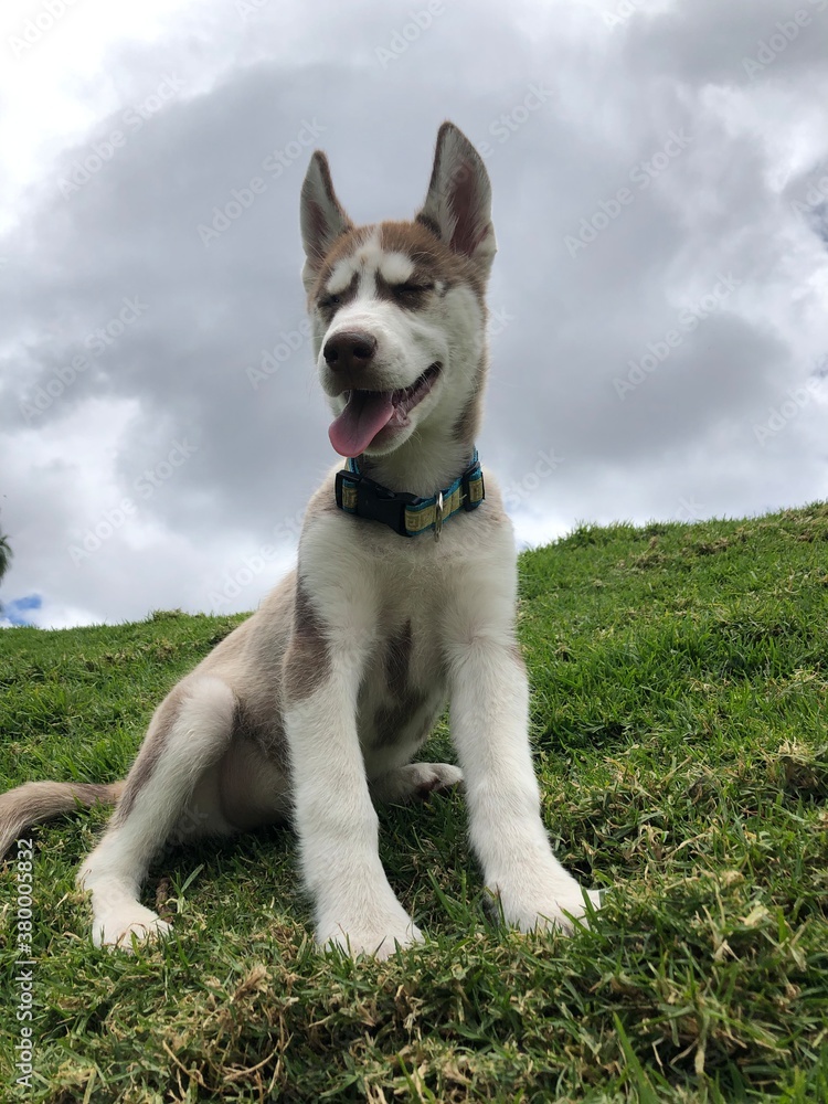husky dog husky dog