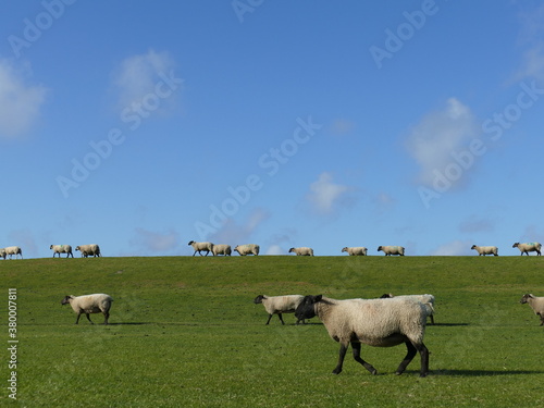 sheep on the dyke