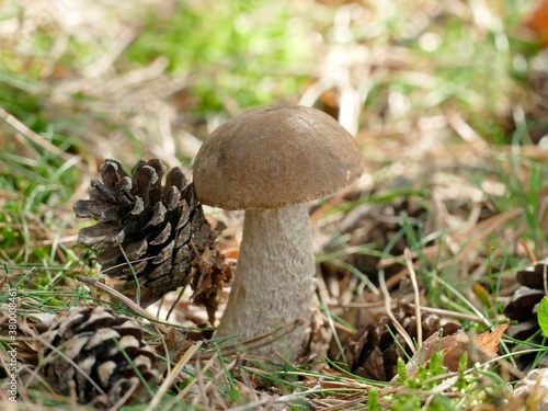 Birkenpilz auf einer kleinen Lichtung im Wald