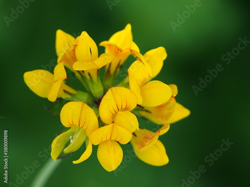 Wildflower (Lotus pedunculatus) photo