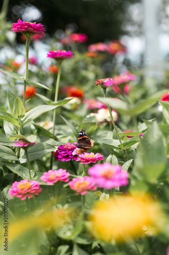 butterfly on flower field