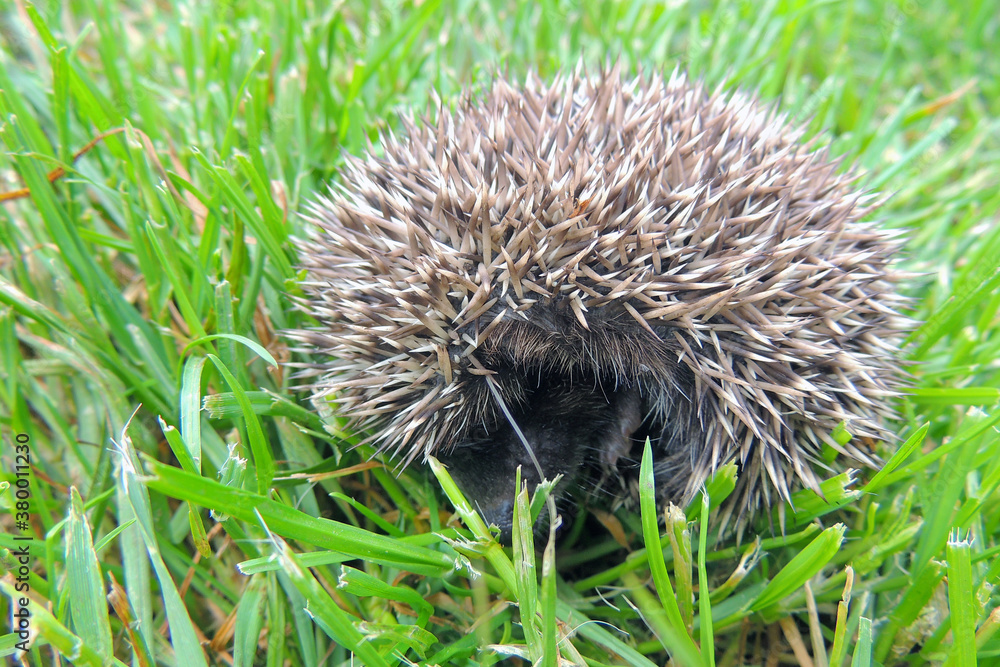 baby hedgehog in arms baby hedgehog in arms