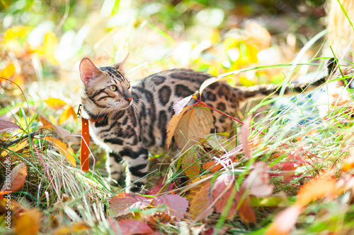Bengal cat walks through the autumn forest.