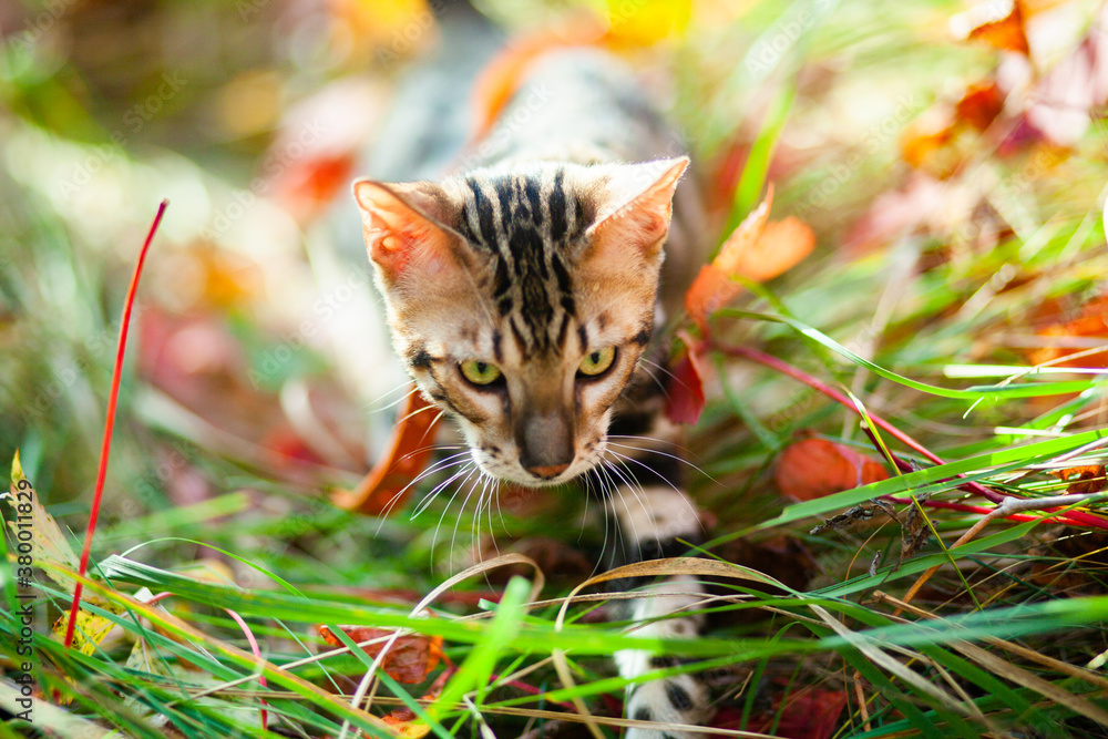 Fototapeta premium Bengal cat walks through the autumn forest.