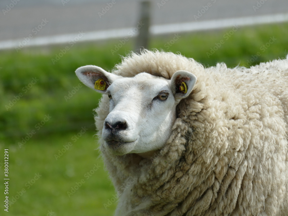 sheep on the dyke sheep on the dyke