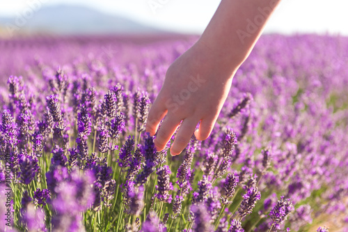 a hand gently touches lavender as it grows in a large field photo