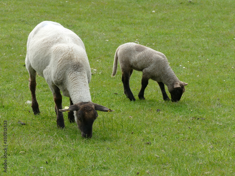 Fototapeta premium sheep in north germany