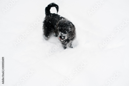 black dog in the snow photo