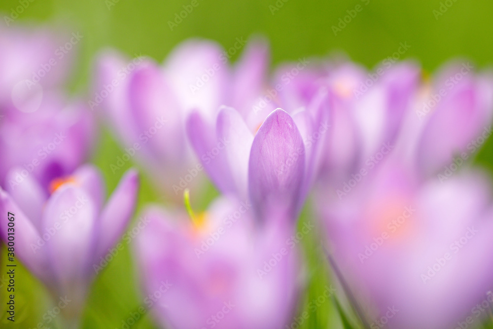 crocus flowers in grass in early spring, selective focus crocus flowers in grass in early spring, selective focus