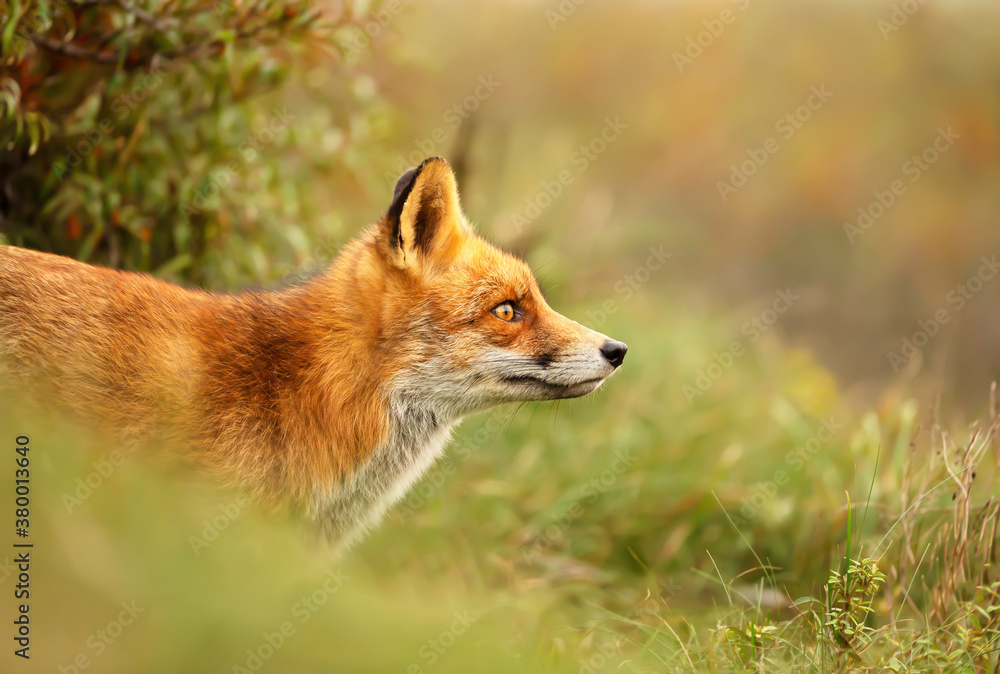 Close up of a red fox in a meadow