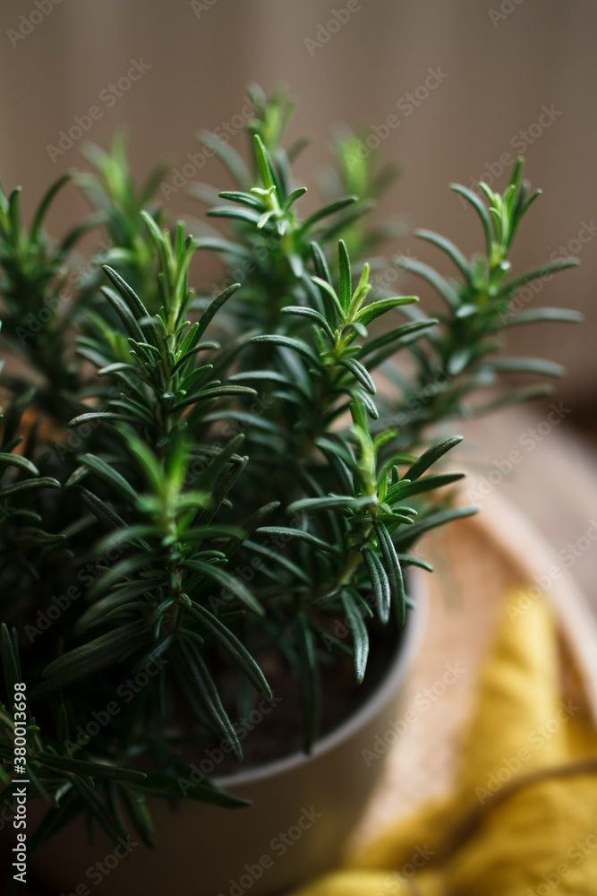 Potted Rosemary Potted Rosemary
