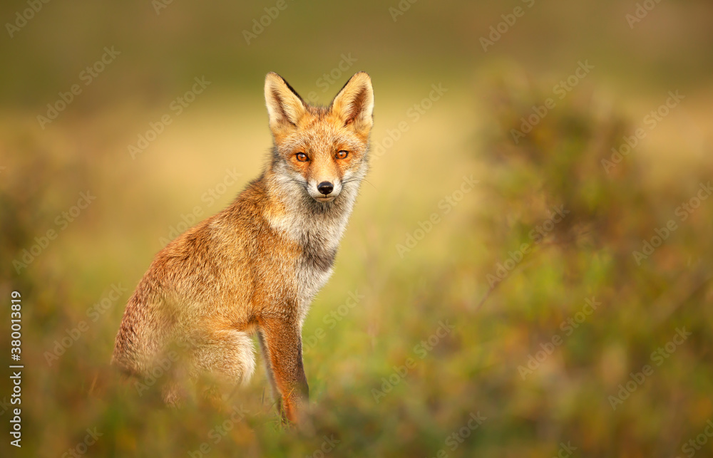 Naklejka premium Młody lis rudy jesienią na żółtym tle